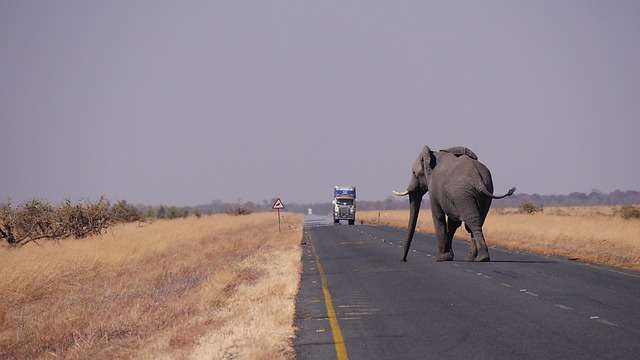 Baseball in Botswana - culture, history, and development.