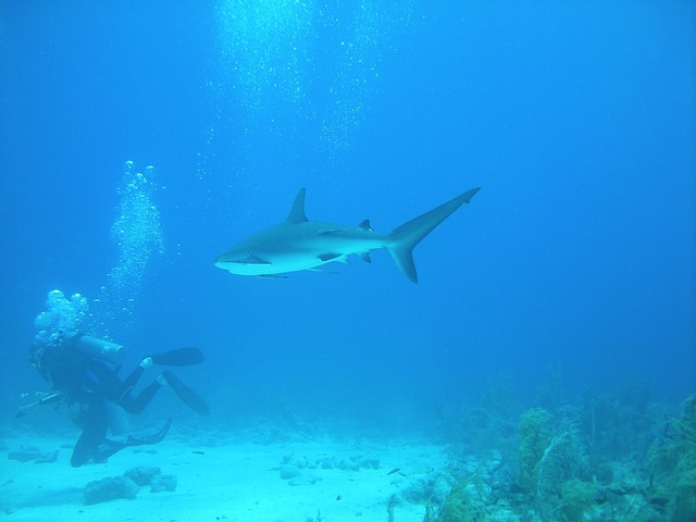 Softball in Bahamas